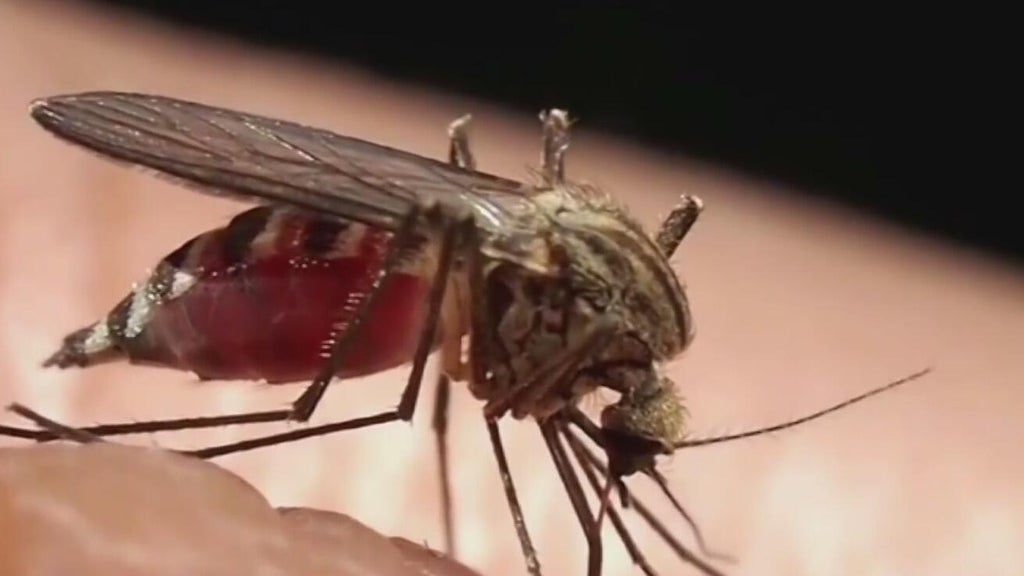 Miami-Dade begins annual campaign attempting to keep mosquitoes in check — CBS Miami, Delray Beach Community news
