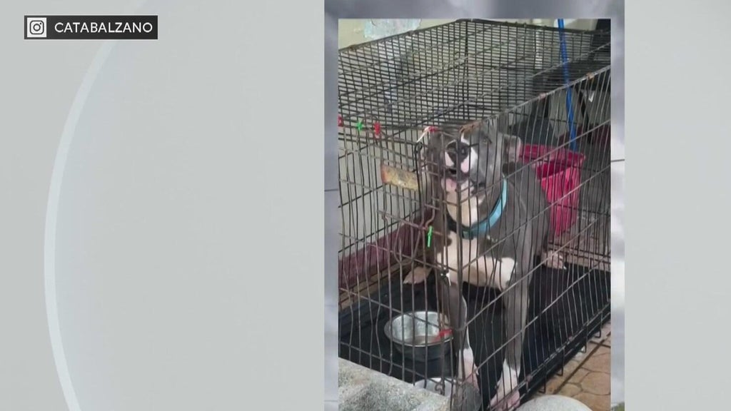 Miami-Dade Animal Services issues new warning after viral dog neglect posts — CBS Miami, Delray Beach Community news