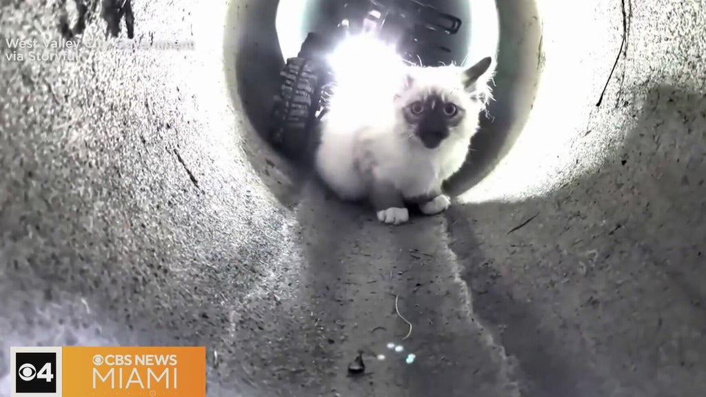 "R2-D2" robot rescues kitten trapped in Utah drain pipe — CBS Miami, Delray Beach Community news