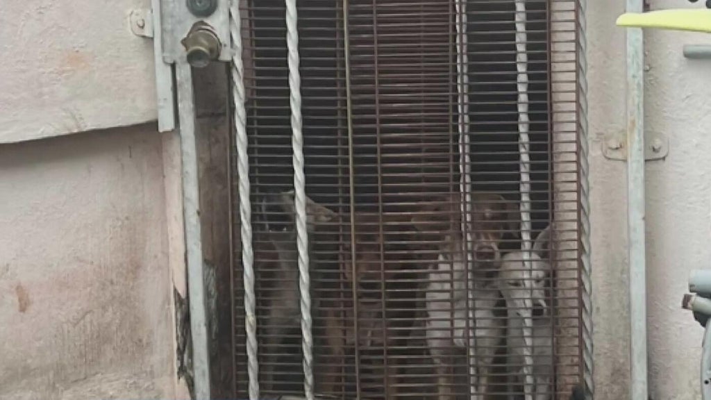 Miami Beach man arrested after 19 dogs, elderly woman found living in deplorable conditions, police say — Delray Beach Real Estate news