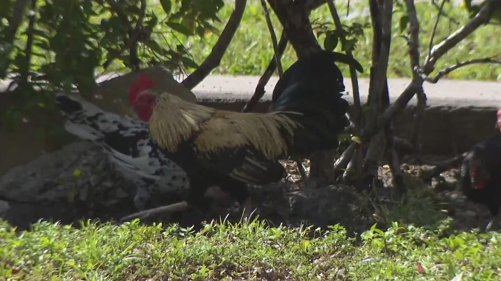 Hialeah doctor alarmed, calling for investigation after dead chickens found outside medical office building — Delray Beach Real Estate news