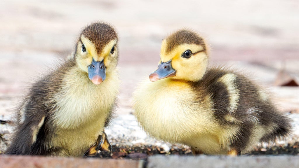 Florida woman intentionally ran over, killed 11 ducklings for making "mess in her yard," sheriff's office says — CBS Miami, Delray Beach Community news