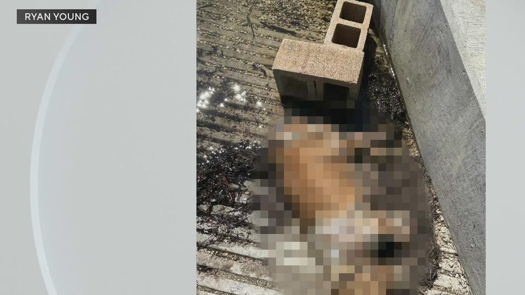 Miami police investigate after dog found dead underwater, tied to cinder blocks off Coconut Grove — CBS Miami, Delray Beach Government news