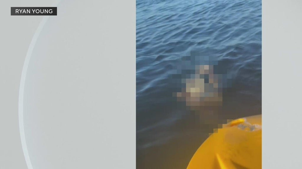 Police investigate after a dog was found underwater tied to cinder blocks in Miami — CBS Miami, Delray Beach Government news