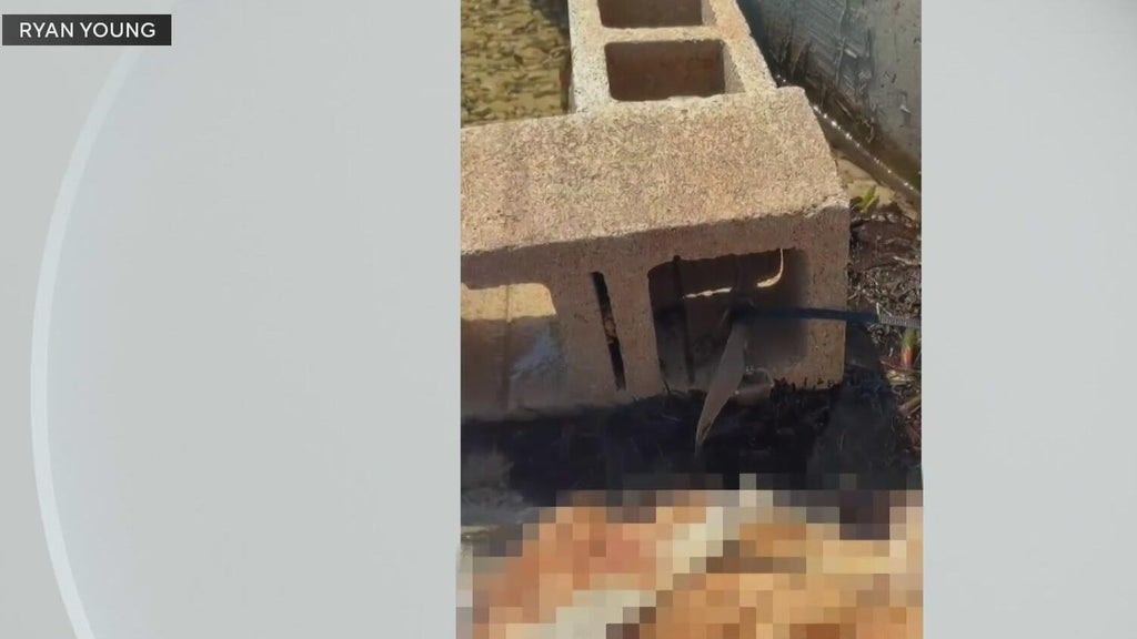Outrage grows after dog found dead underwater tied to cinder blocks in Miami — CBS Miami, Delray Beach Government news