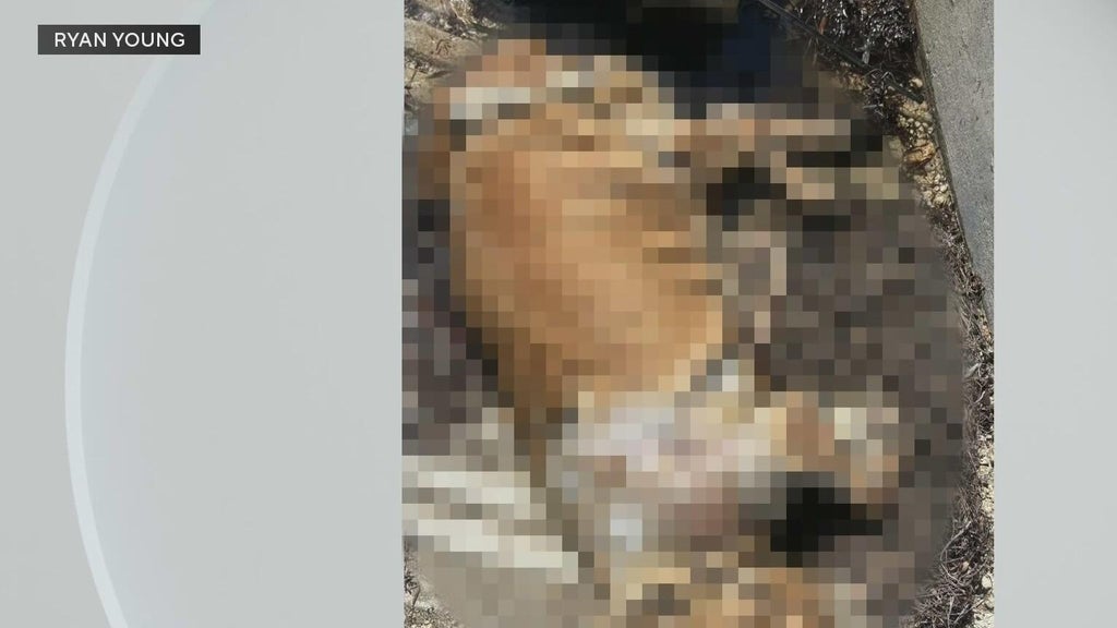 Dog owners react to dead dog found tied to cinder blocks underwater on Coconut Grove marina — CBS Miami, Delray Beach Community news