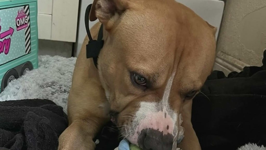 Teen girl remains hospitalized after dog attack in northwest Miami-Dade; owner surrenders pit bull — CBS Miami, Delray Beach Health news