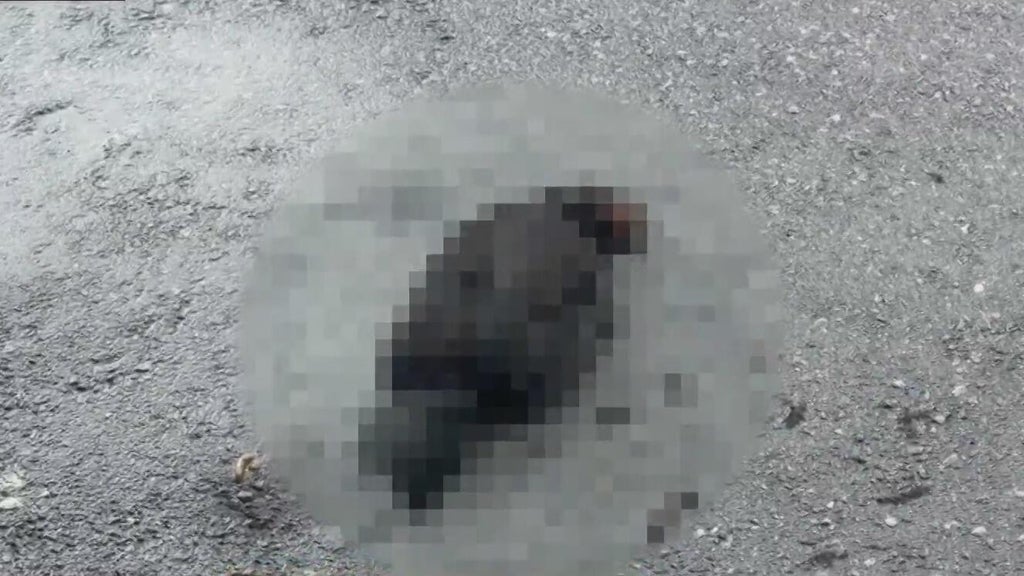 Hialeah doctor reports six dead chickens outside medical office building; cause is unknown — Delray Beach Health news