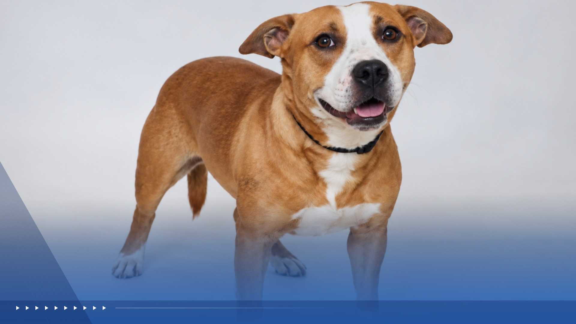 WPBF to the Rescue: Helping animals find forever homes — WPBF West Palm Beach