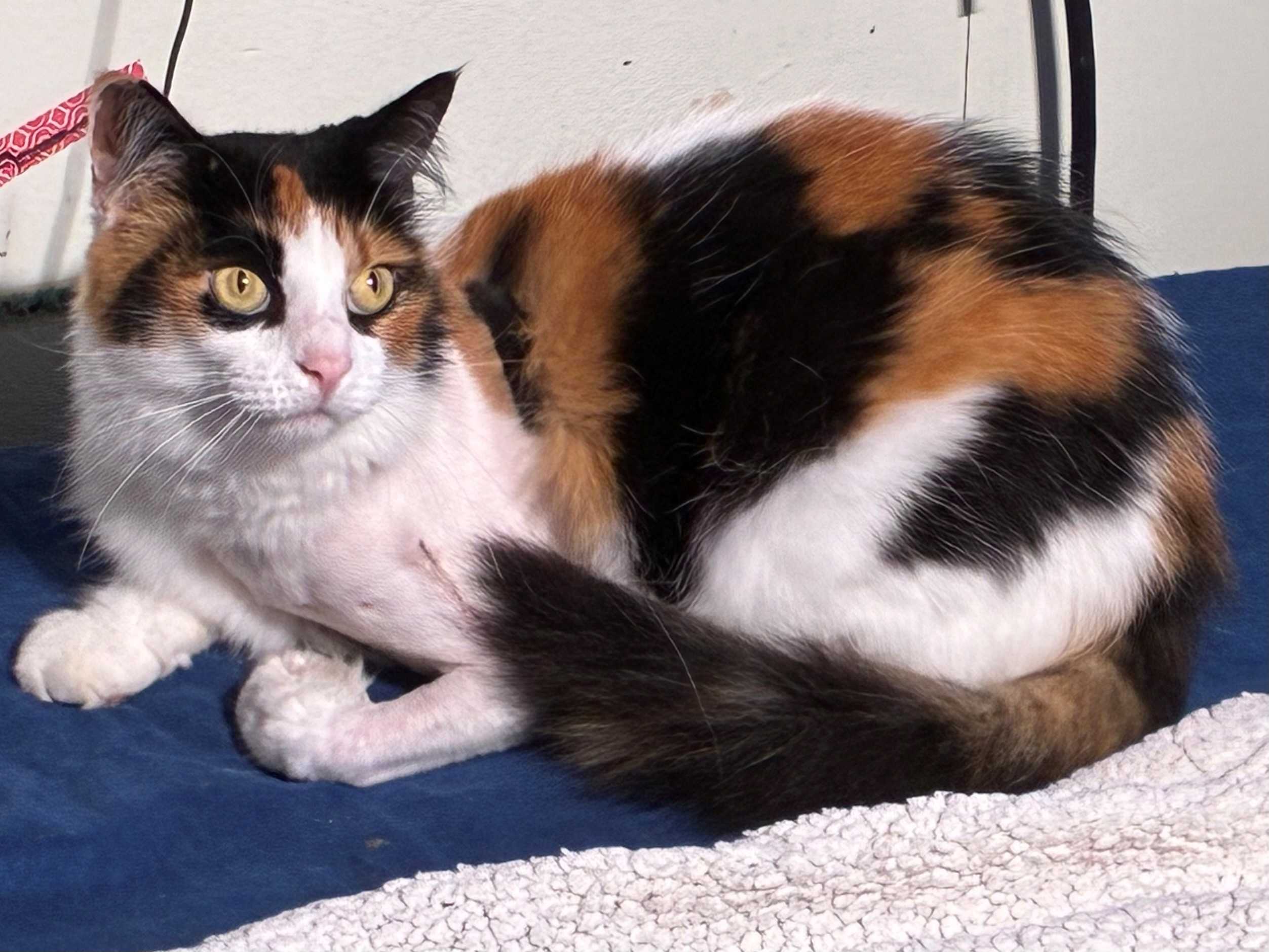 Royal Palm Beach family questions if cat was shot by suspected serial animal shooter — WPBF West Palm Beach