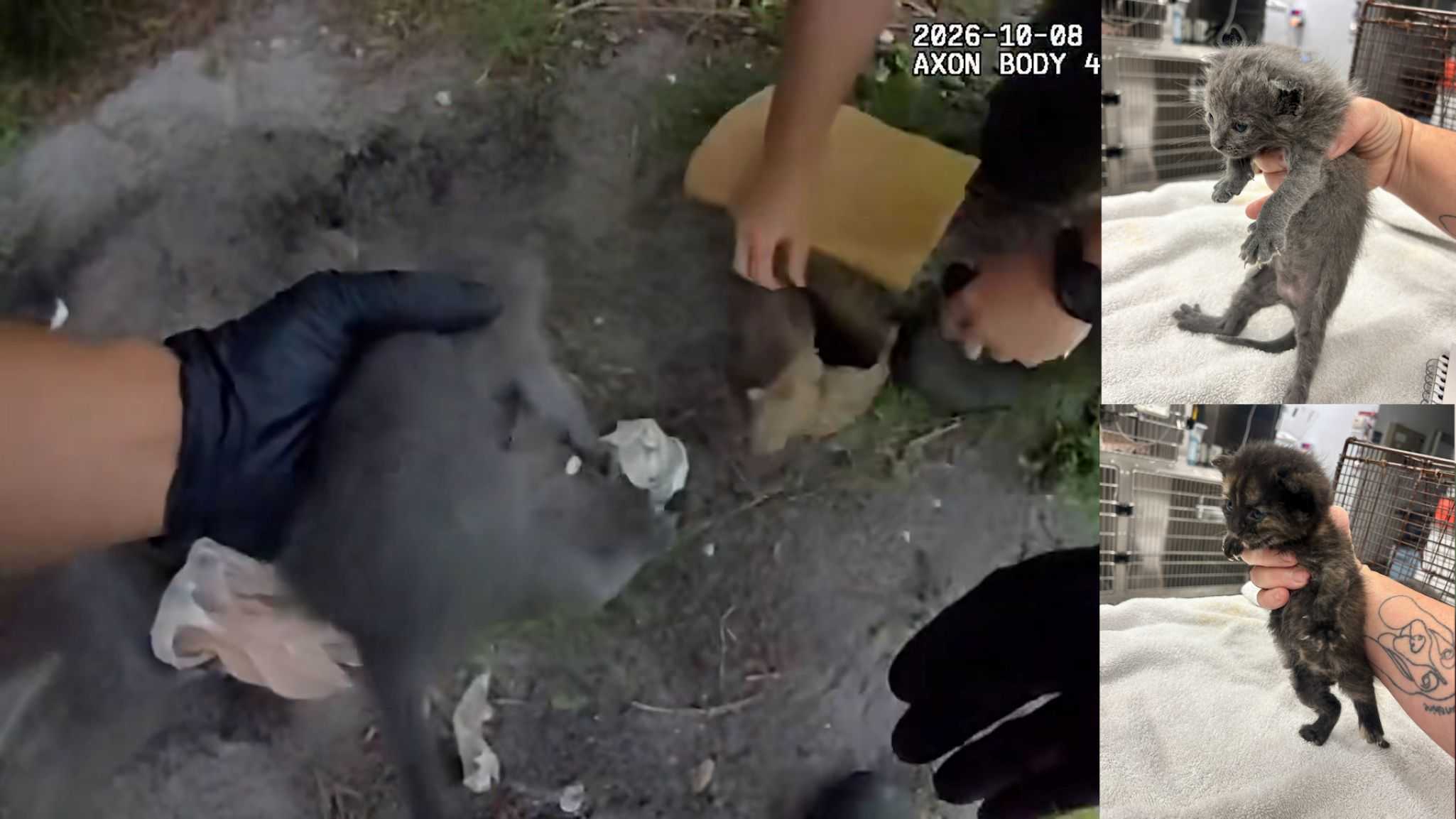 Chilling body cam shows Florida deputies digging up kittens buried alive — WPBF West Palm Beach, Delray Beach Community news