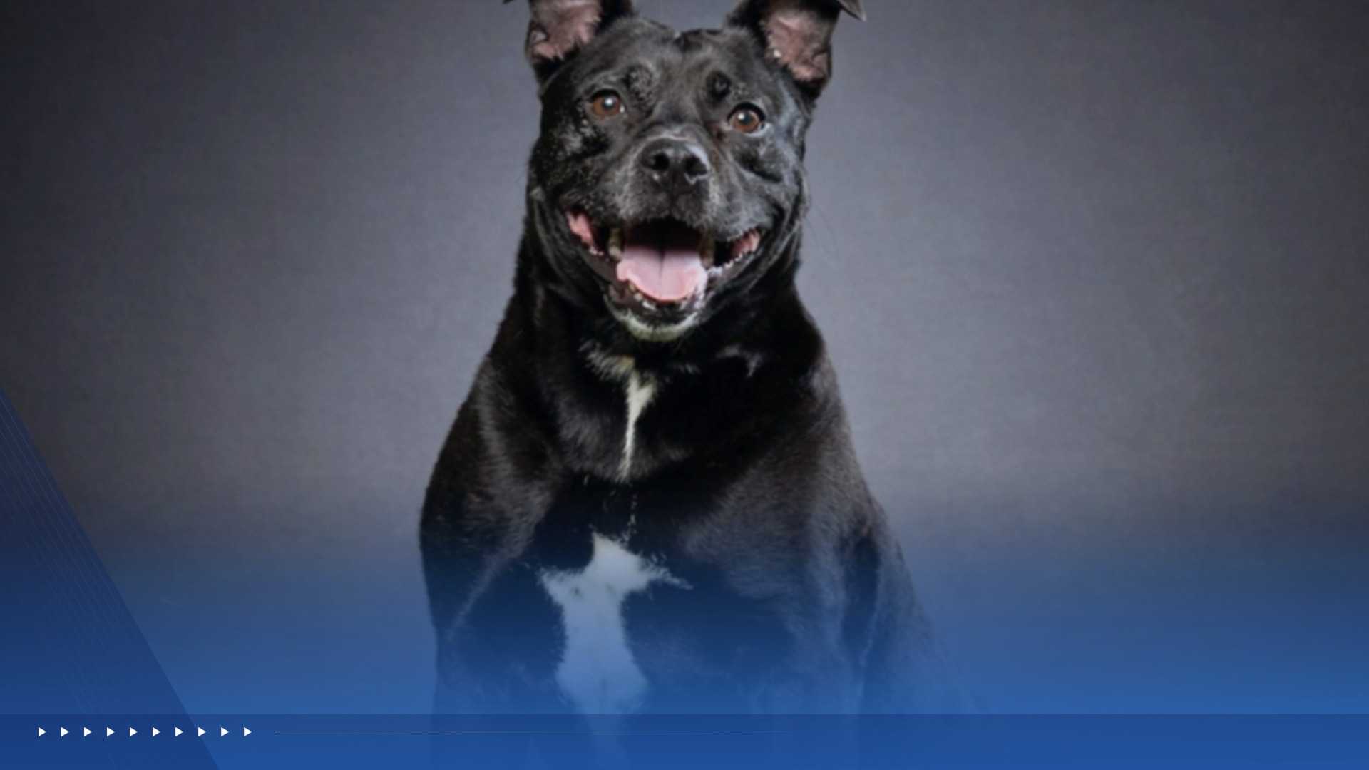 WPBF to the Rescue: Helping animals find forever homes — WPBF West Palm Beach