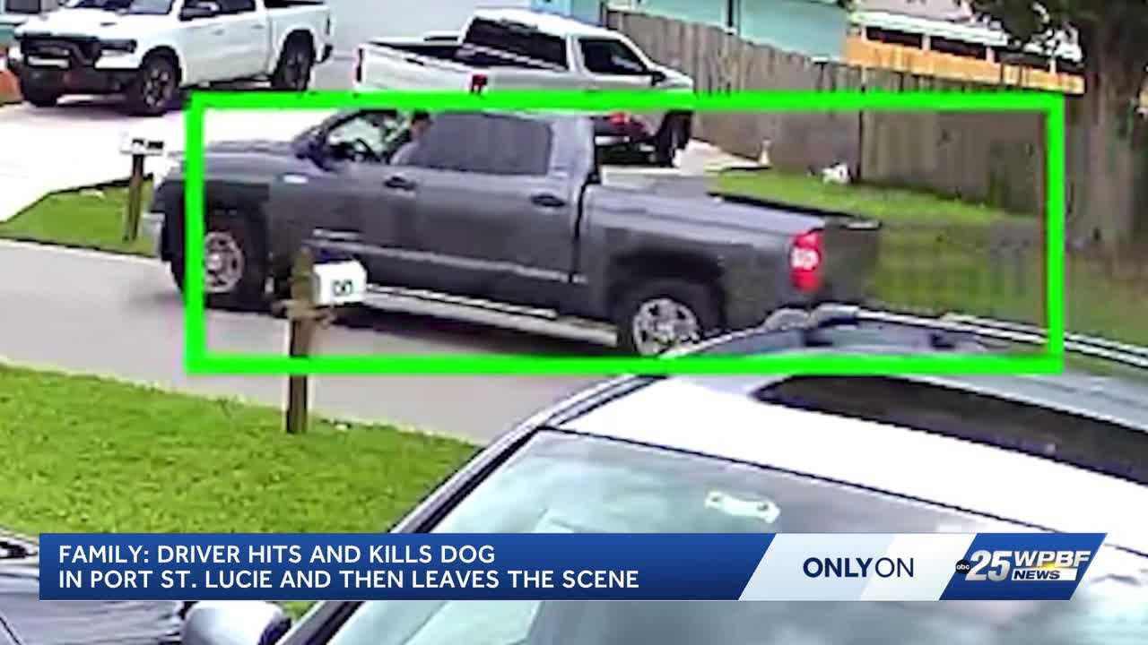 Port St. Lucie family demands answers after dog killed in hit-and-run — WPBF West Palm Beach, Delray Beach Schools news